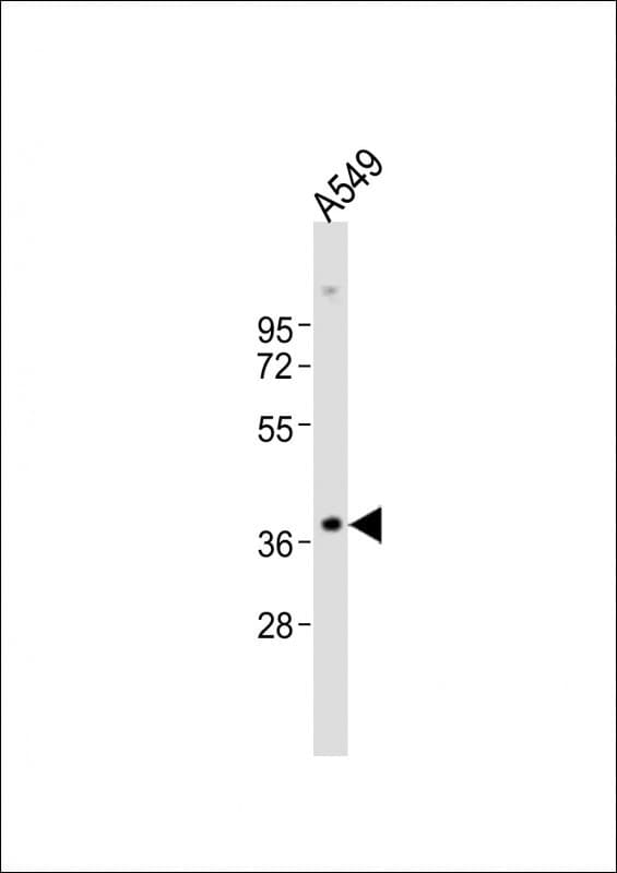 Polyclonal Rabbit anti-Human TGFB1 / TGF Beta 1 Antibody (WB)