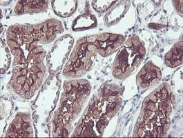 PDRG1 Antibody (clone OTI4F12)