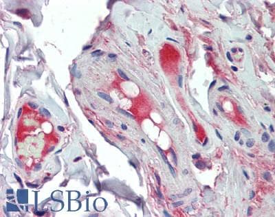 IHC-plus™ Complement C2 Antibody