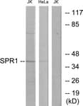 GPR68 / OGR1 Antibody (aa281-330)