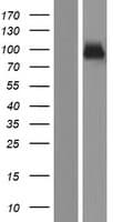 SEMA3G / Semaphorin 3G Protein (Over-Expression Lysate Myc-DDK (Flag))