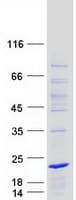 Human BEX1 Protein (Recombinant Myc-DDK (Flag))