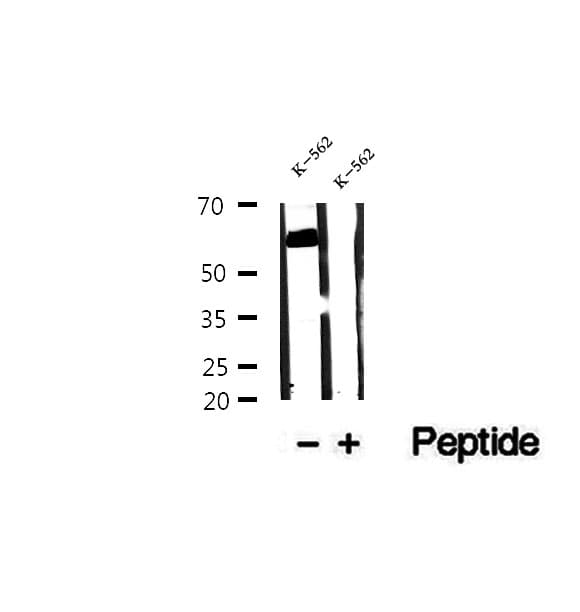 OMA1 Antibody