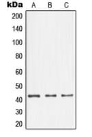 NFYA Antibody (C-Terminus)