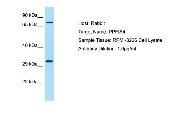 PPFIA4 Antibody (aa173-222)