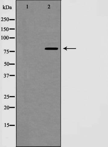 Polyclonal Rabbit anti-Human CCNF / Cyclin F Antibody (IHC, IF, WB)
