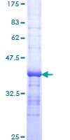 Human DNASE2 / DNase II Protein (Recombinant GST, N-terminus)