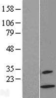 XCL2 Protein (Over-Expression Lysate Myc-DDK (Flag))