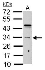 HUS1 Antibody (aa1-273)