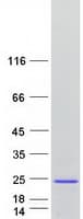Human SPANXN4 Protein (Recombinant Myc-DDK (Flag))