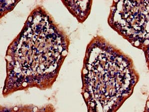 DPP4 / CD26 Antibody