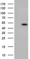 C9orf41 Antibody (clone OTI1E8)