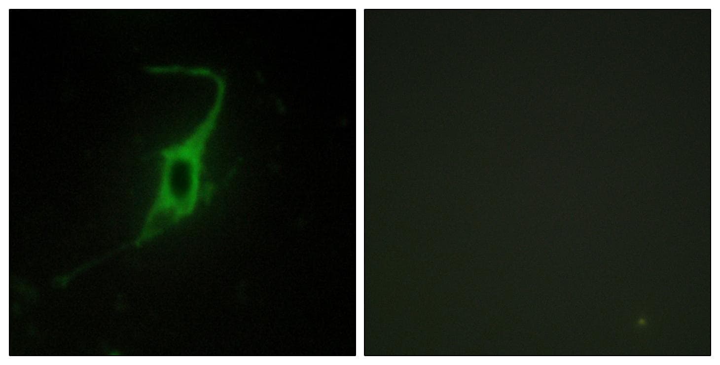 CDH20 / Cadherin 20 Antibody