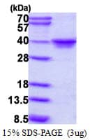 Human MAF1 Protein (Recombinant His)
