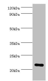 PRDX1 / Peroxiredoxin 1 Antibody (aa1-199)