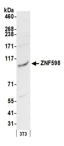 ZNF598 Antibody (aa375-425)