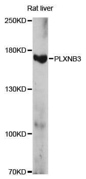 PLXNB3 / Plexin B3 Antibody