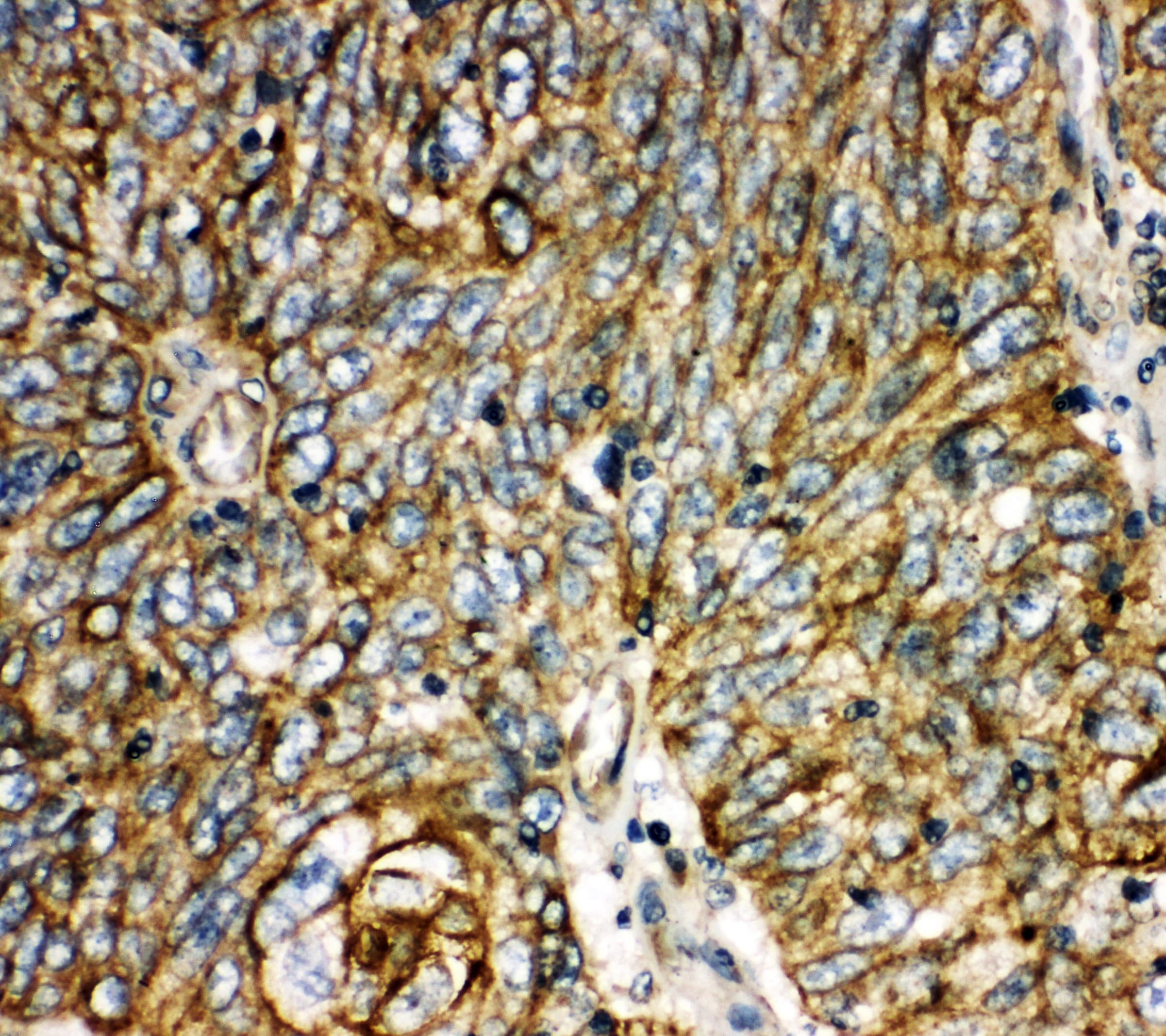 AQP6 / Aquaporin 6 Antibody (aa264-282)