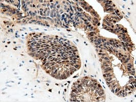 NT5DC1 Antibody (clone OTI2H8)