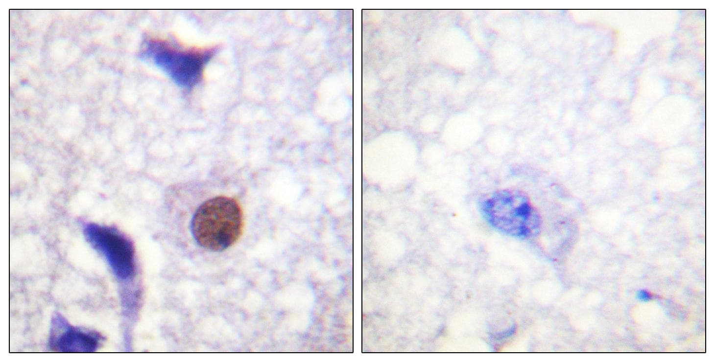 Histone H3.3 Antibody (Ab-31)