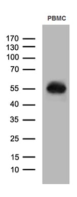 CD14 Antibody (aa20-367, clone OTI4H4)