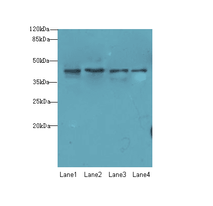 NUP43 Antibody