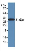 NES / Nestin Antibody