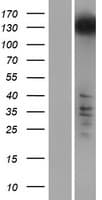RRP12 Protein (Over-Expression Lysate Myc-DDK (Flag))
