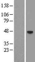 AR / Androgen Receptor Protein (Over-Expression Lysate Myc-DDK (Flag))