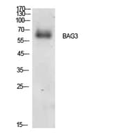 BAG3 / BAG-3 Antibody