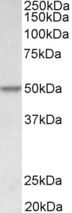 IHC-plus™ Polyclonal Goat anti-Human PDCD4 Antibody (aa210-221, IHC, WB)