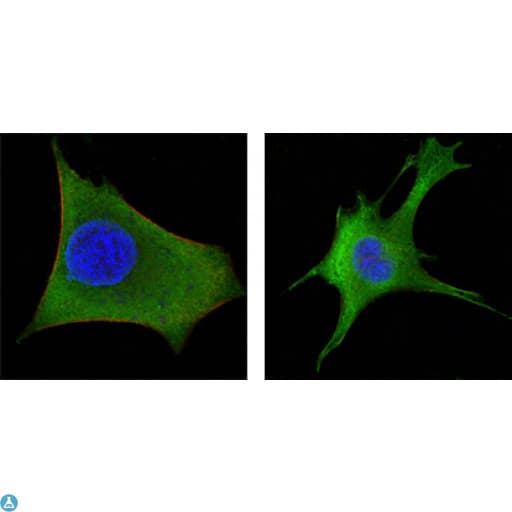WNT1 Antibody