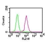 RELA / NFKB p65 Antibody (aa526-539, clone 112A1021, Azide-free)