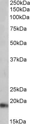 IHC-plus™ Polyclonal Goat anti-Human NPPA / ANP Antibody (aa137-150, IHC, WB)