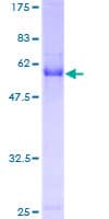 Human CDCA3 Protein (Recombinant GST)