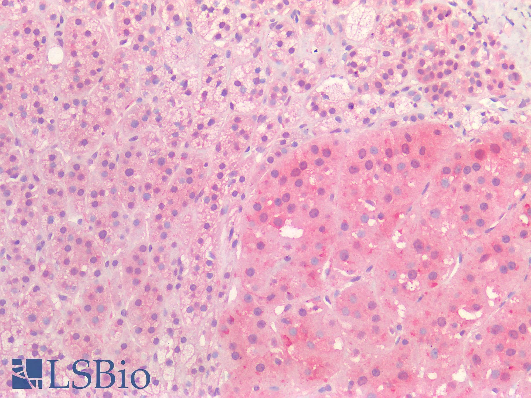 IHC-plus™ Proenkephalin / PENK Antibody