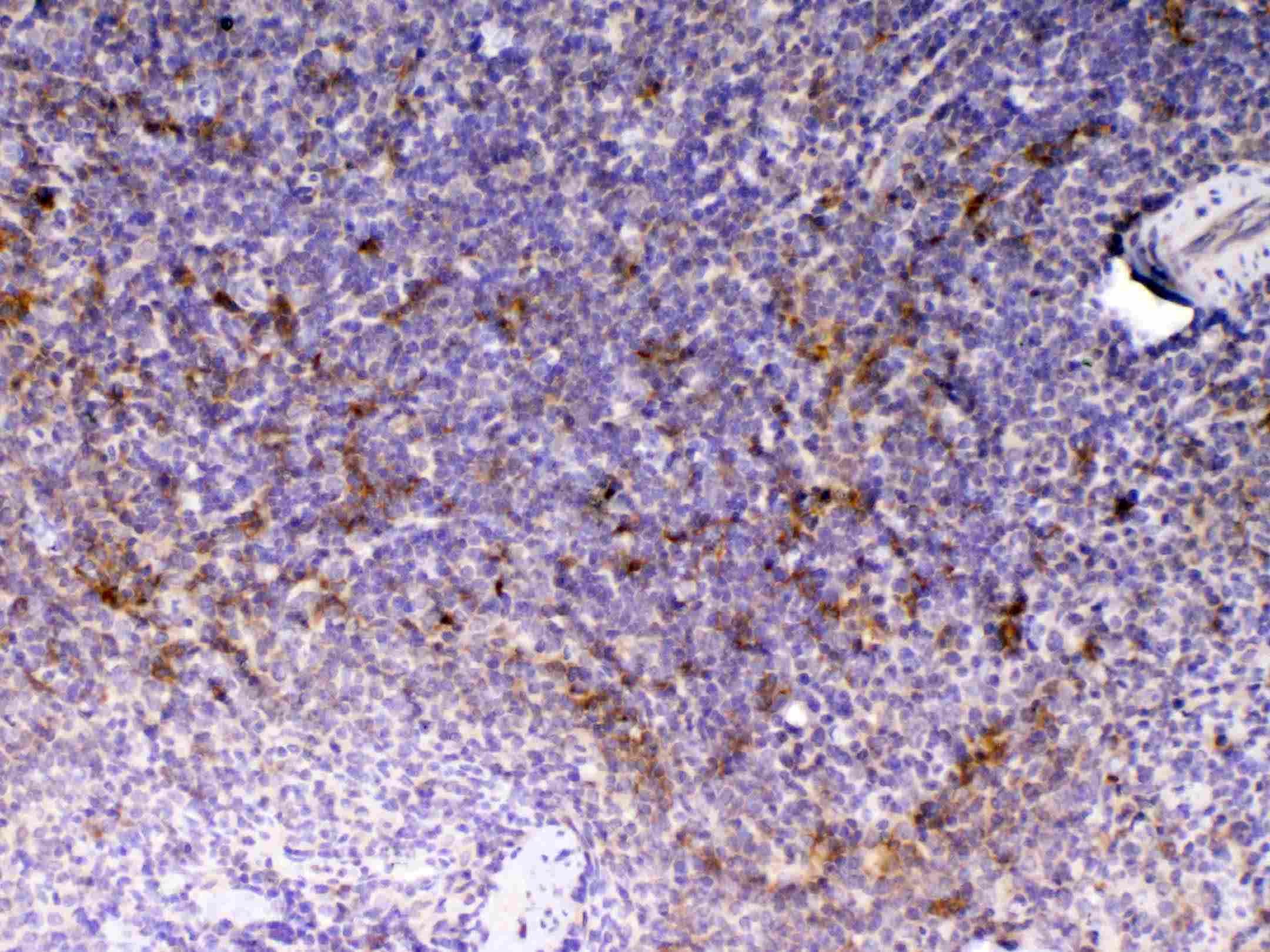 Monoclonal Mouse anti-Mouse CD14 Antibody (IHC, WB)