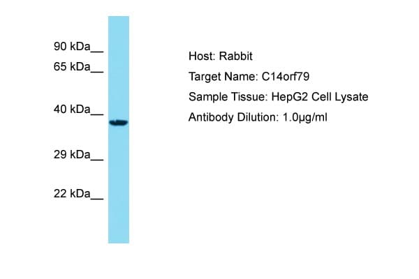C14orf79 Antibody (aa69-118)