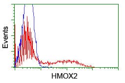 HMOX2 / Heme Oxygenase 2 Antibody (clone OTI4H6)