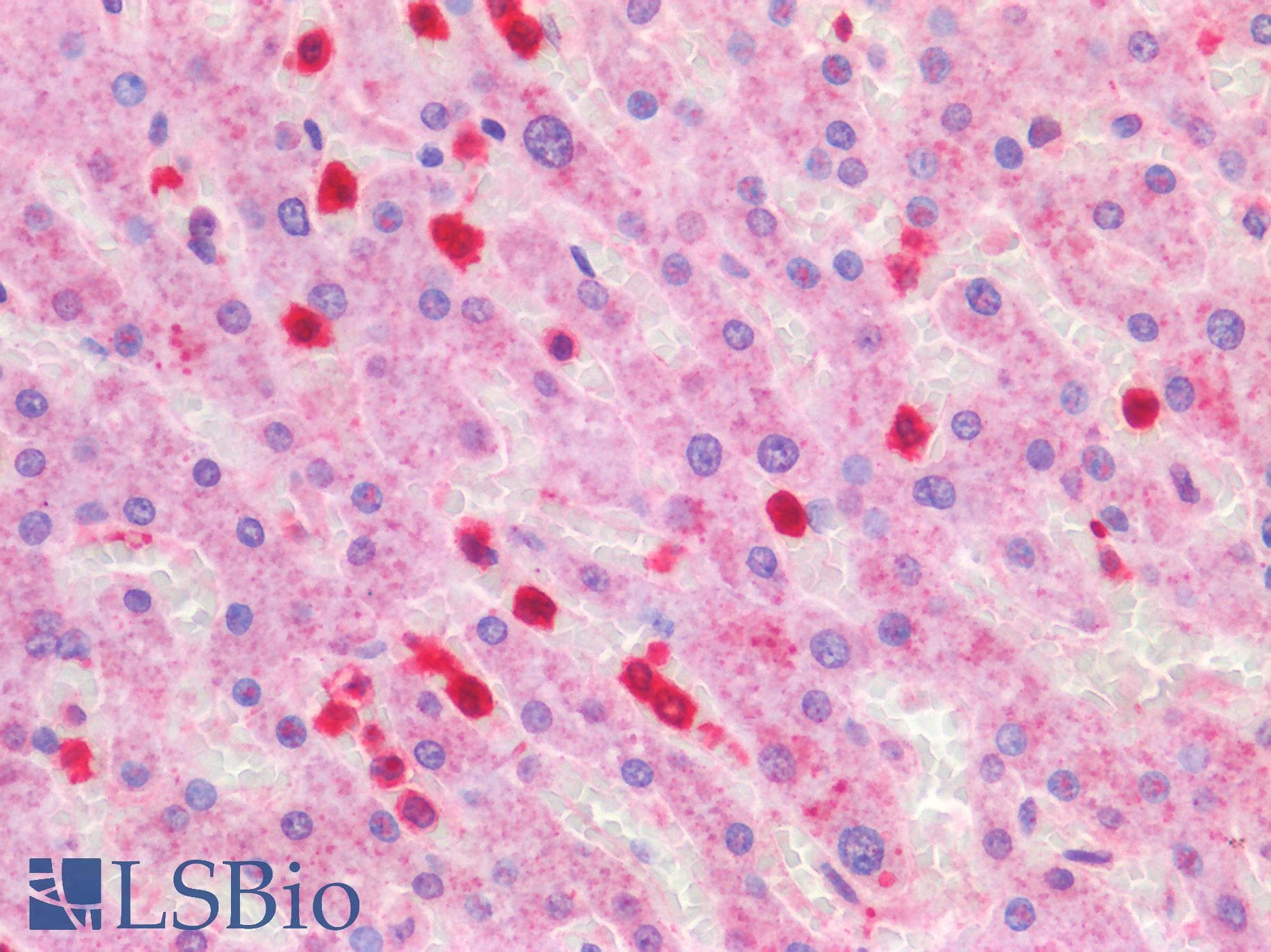 IHC-plus™ FPR1 / FPR Antibody (aa155-204)