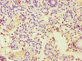 CBLC Antibody (aa245-474)