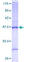 Human RPL27A Protein (Recombinant GST)