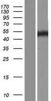 NFIB Protein (Over-Expression Lysate Myc-DDK (Flag))