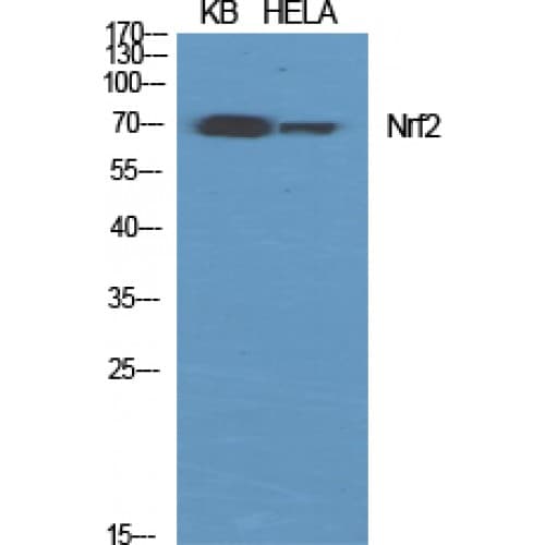 NFE2L2 / NRF2 Antibody (530-610 aa, C-terminal)