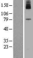 PIGN Protein (Over-Expression Lysate Myc-DDK (Flag))
