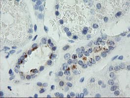 MDM4 / MDMX Antibody (clone 4G3, Carrier-free)