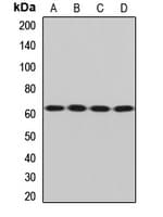 SQSTM1 Antibody