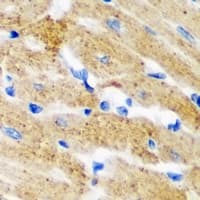 IHC-plus™ HMT / HNMT Antibody