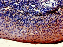 LYVE1 Antibody (aa20-238)