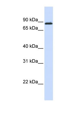 MYBL1 / A-MYB Antibody (aa648-697)